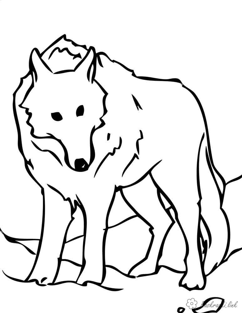 Раскраски лесных животных для детей (волк)