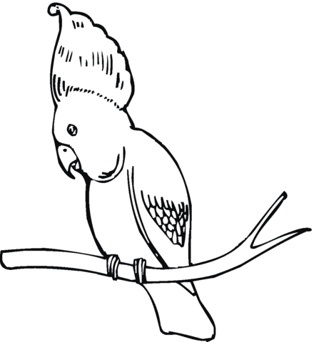 Раскраски для детей с изображением птиц (флора, фауна)
