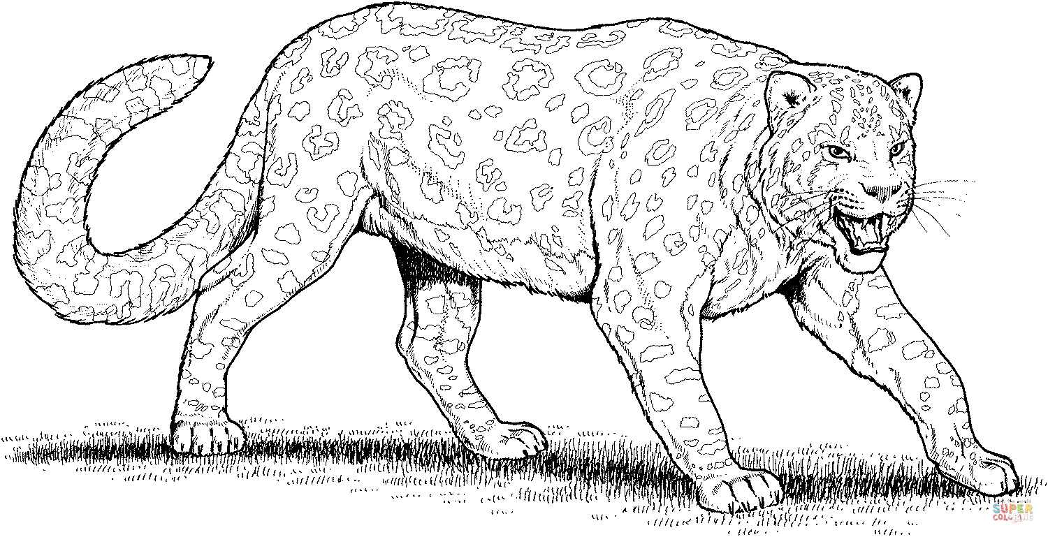 Раскраска Леопард для детей (Леопард)