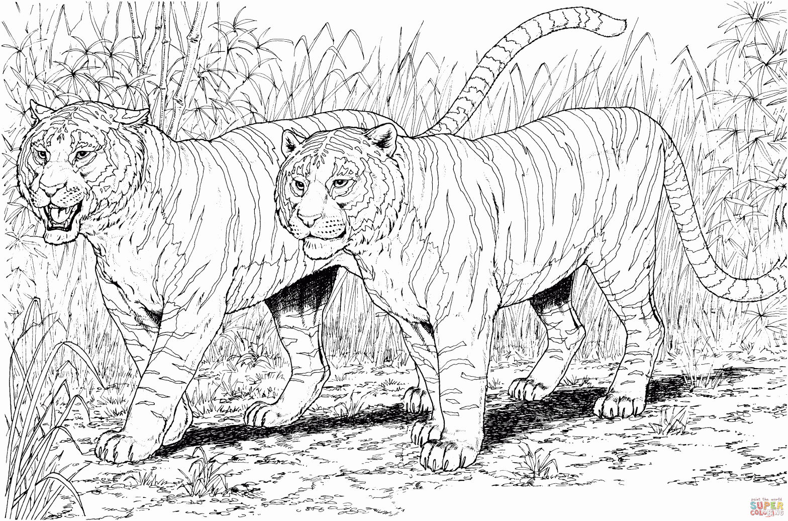 Раскраски Тигр (тигр)