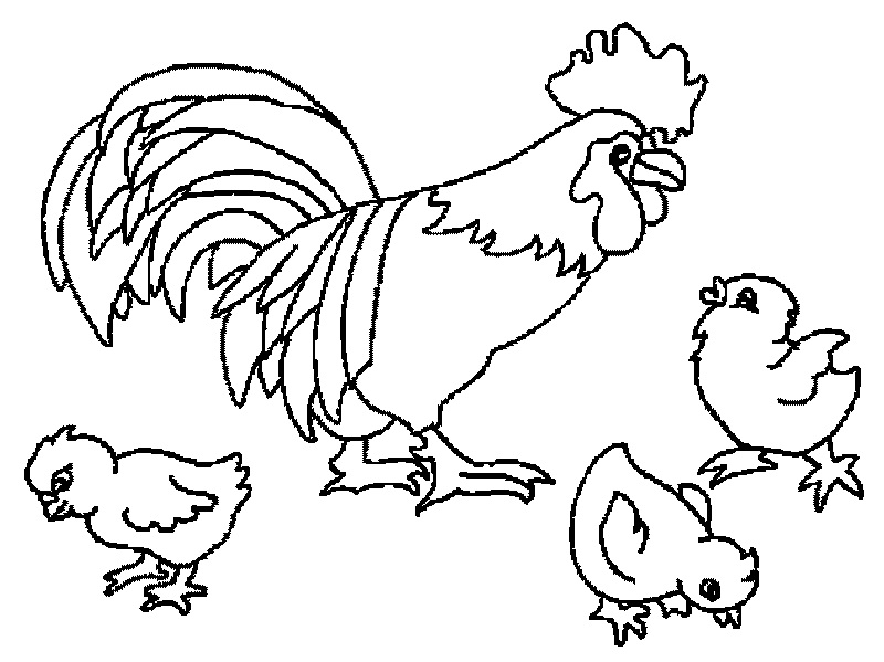 Раскраски Курица и петух (курица, петух)