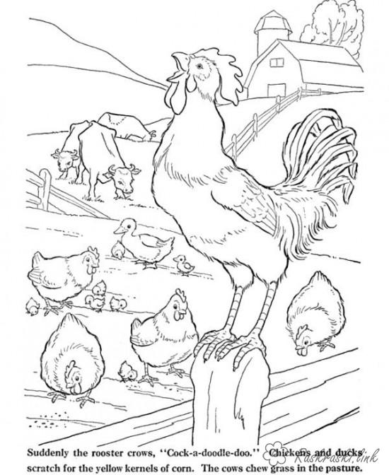 Раскраски Курица и петух - изображение курочки петушка для раскрашивания (Курица, петух)