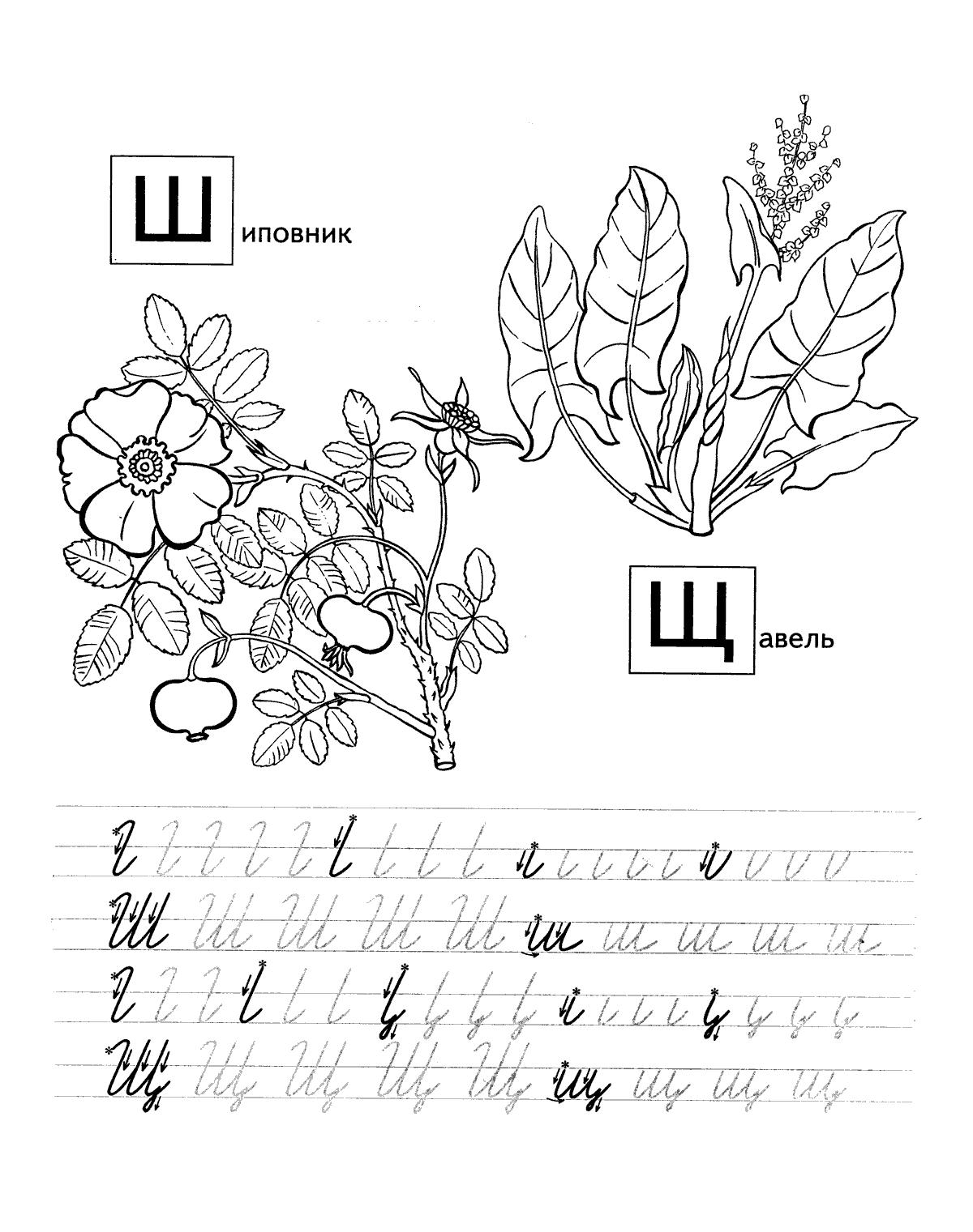 Раскраска Шиповник и Щавель - учимся писать с помощью прописей для детей