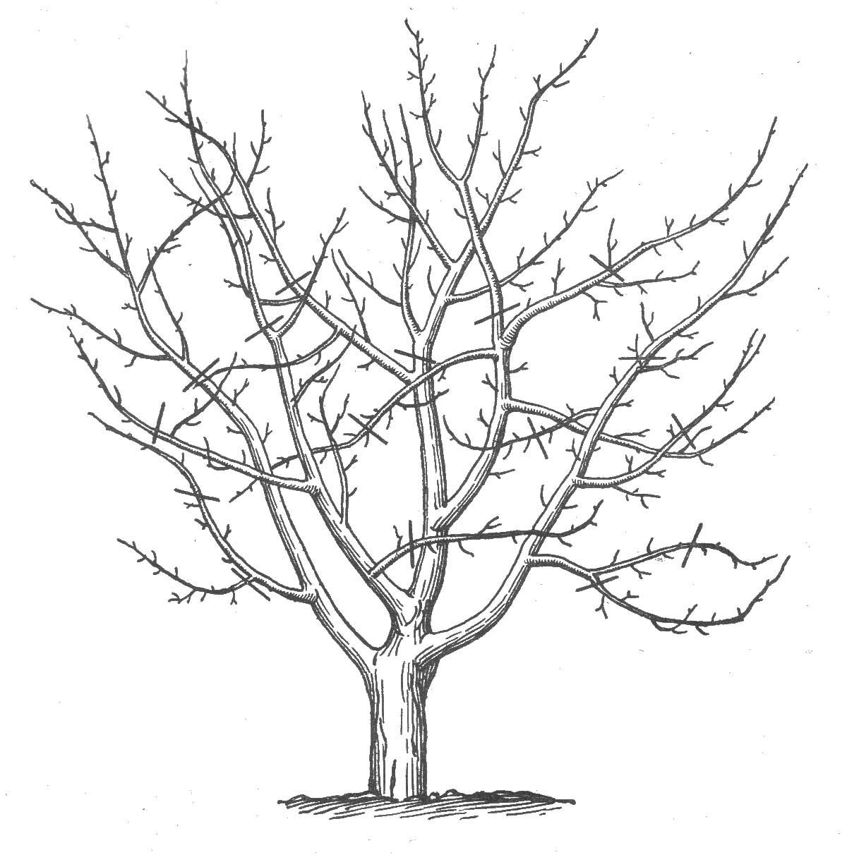 Раскраска Деревья без листьев - природа для детей (внимательность)
