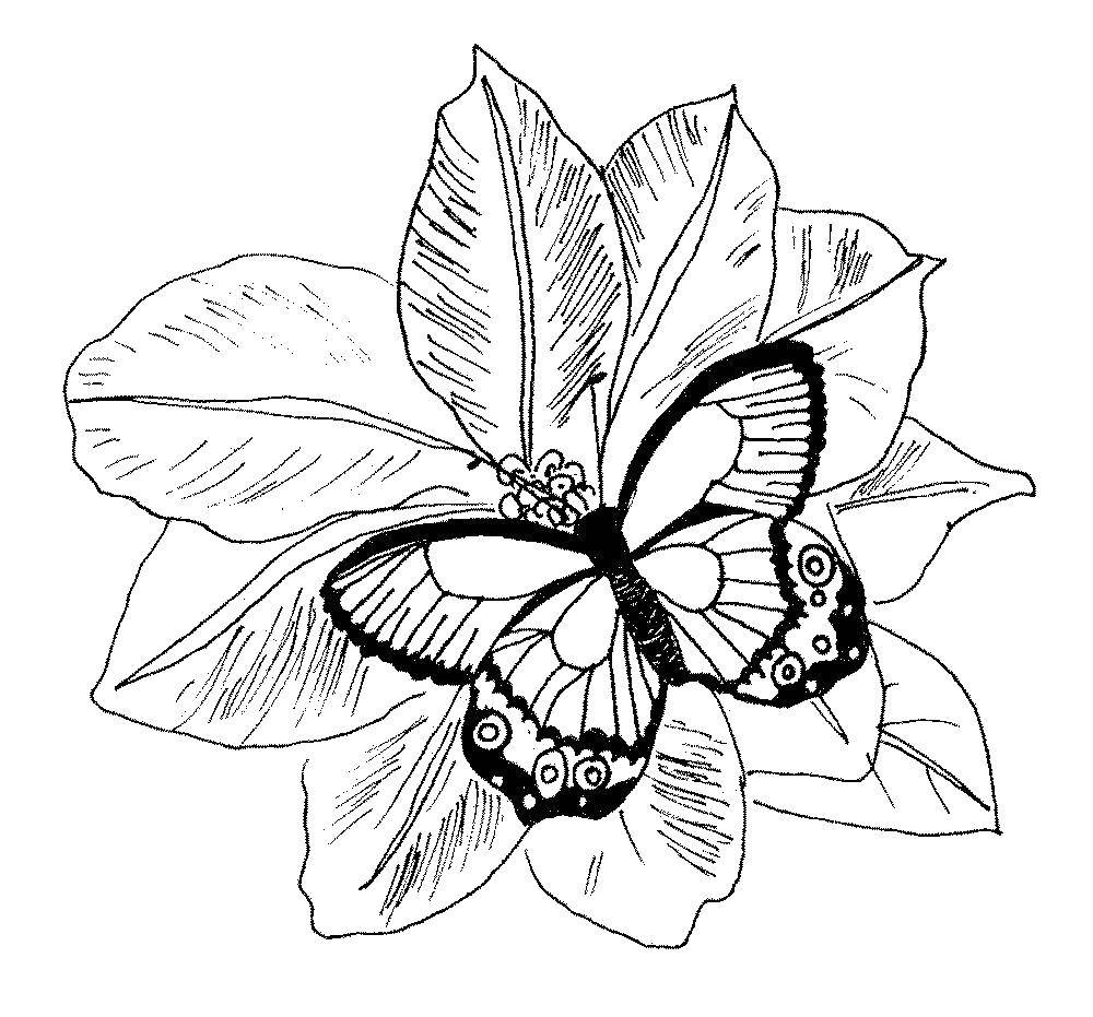 Раскраска бабочка на цветочном фоне (цветы)