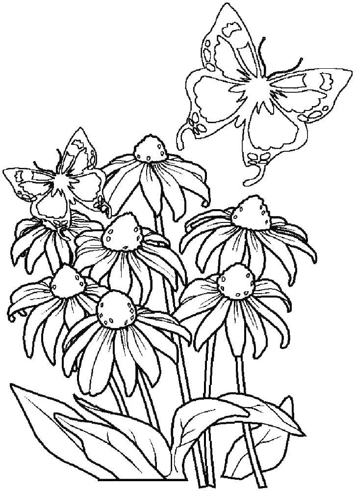 Раскраска цветы бабочка для девочек (цветы, бабочка)