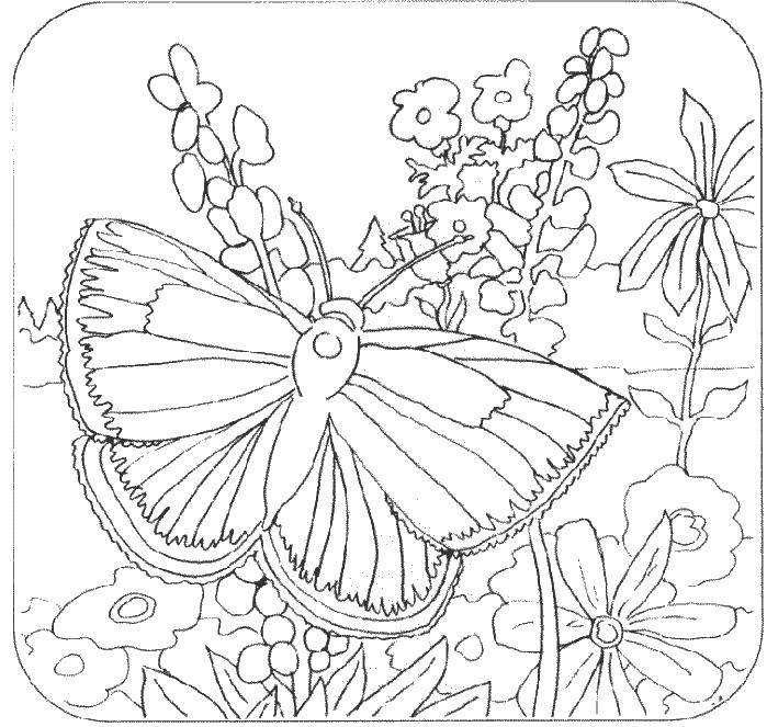 Бабочка для раскраски (бабочки)