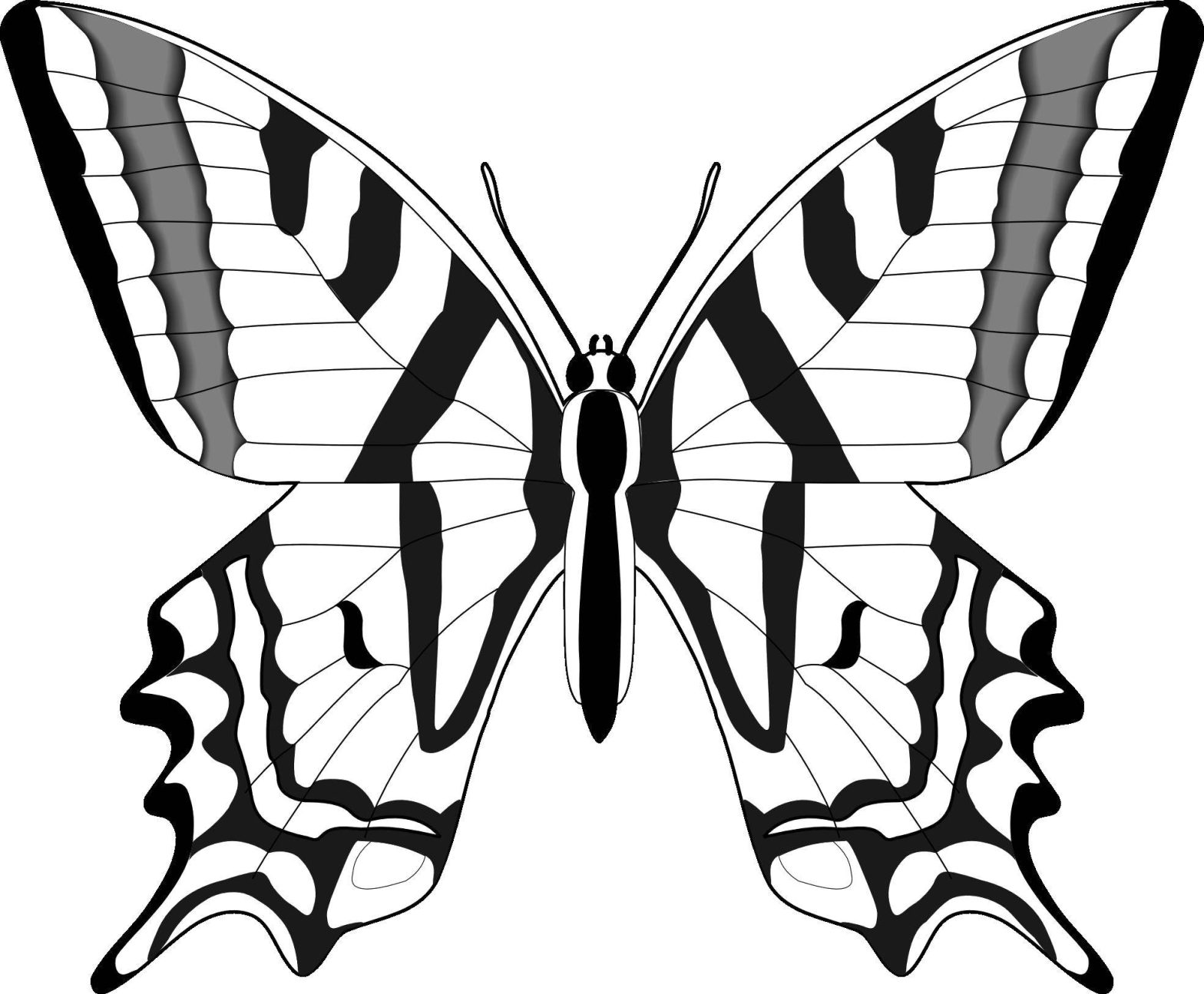 Раскраска бабочки на крыле