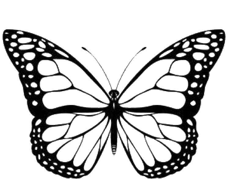Раскраска Бабочка для детей (бабочка, развивающая, изображения)