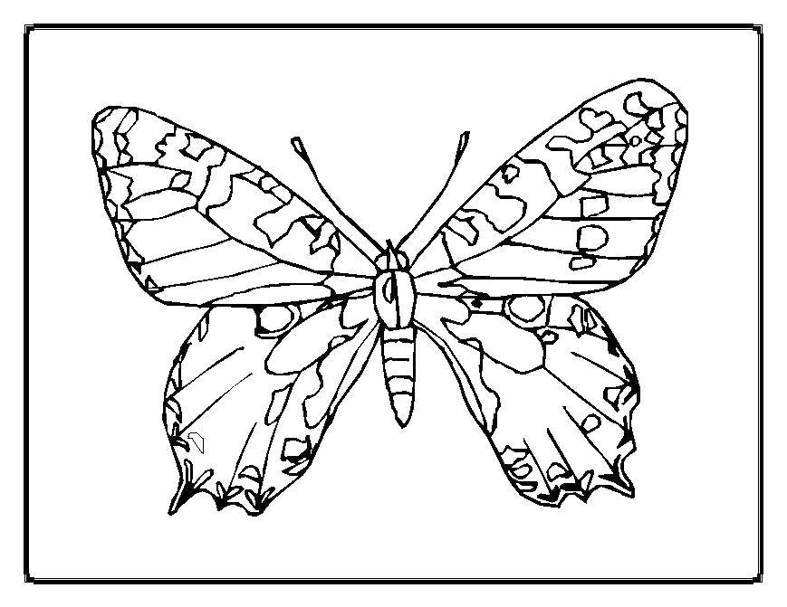 Раскраска бабочка для детей (бабочка, занятие)