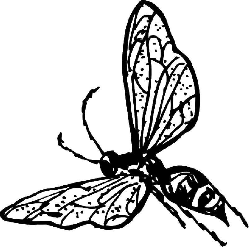 Контур раскрашивания насекомого бабочки (насекомое, бабочка)