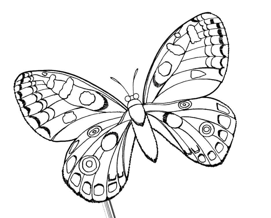 Раскраска бабочки на белом фоне