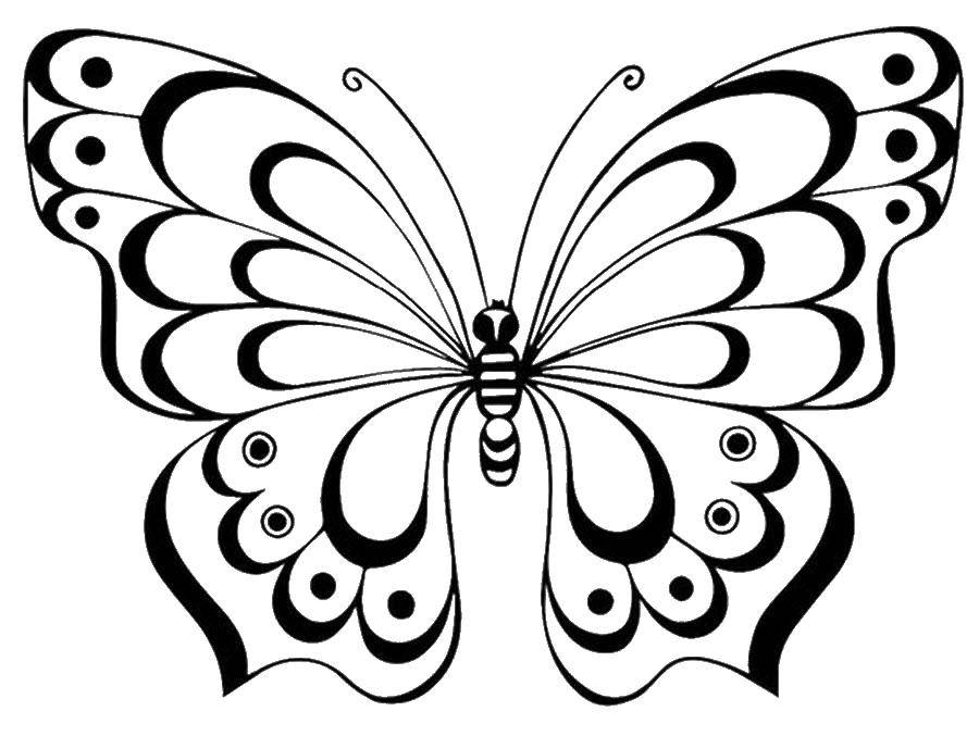 Раскраска бабочка для детей (бабочки)