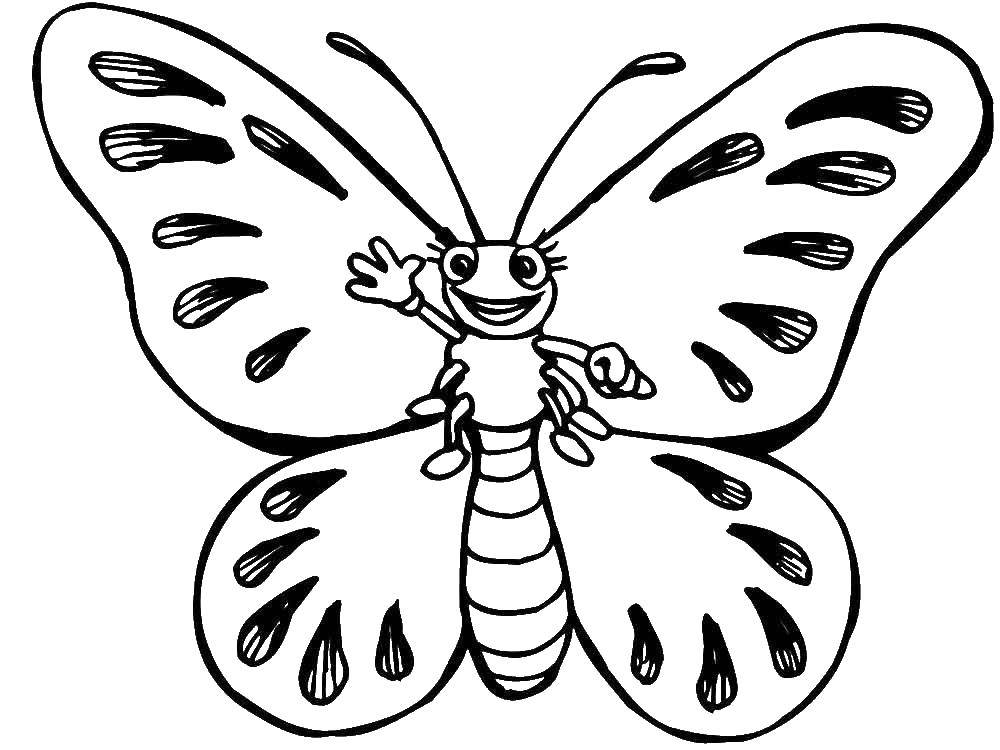 Раскраска с бабочками для девочек (бабочки)
