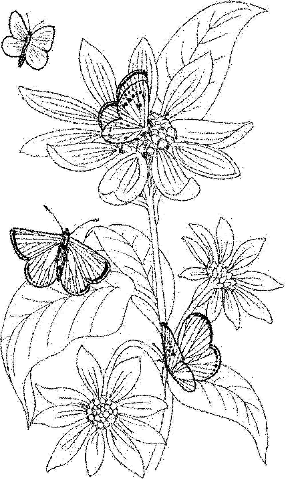 Раскраска с изображением бабочек и цветов (бабочки, цветы)