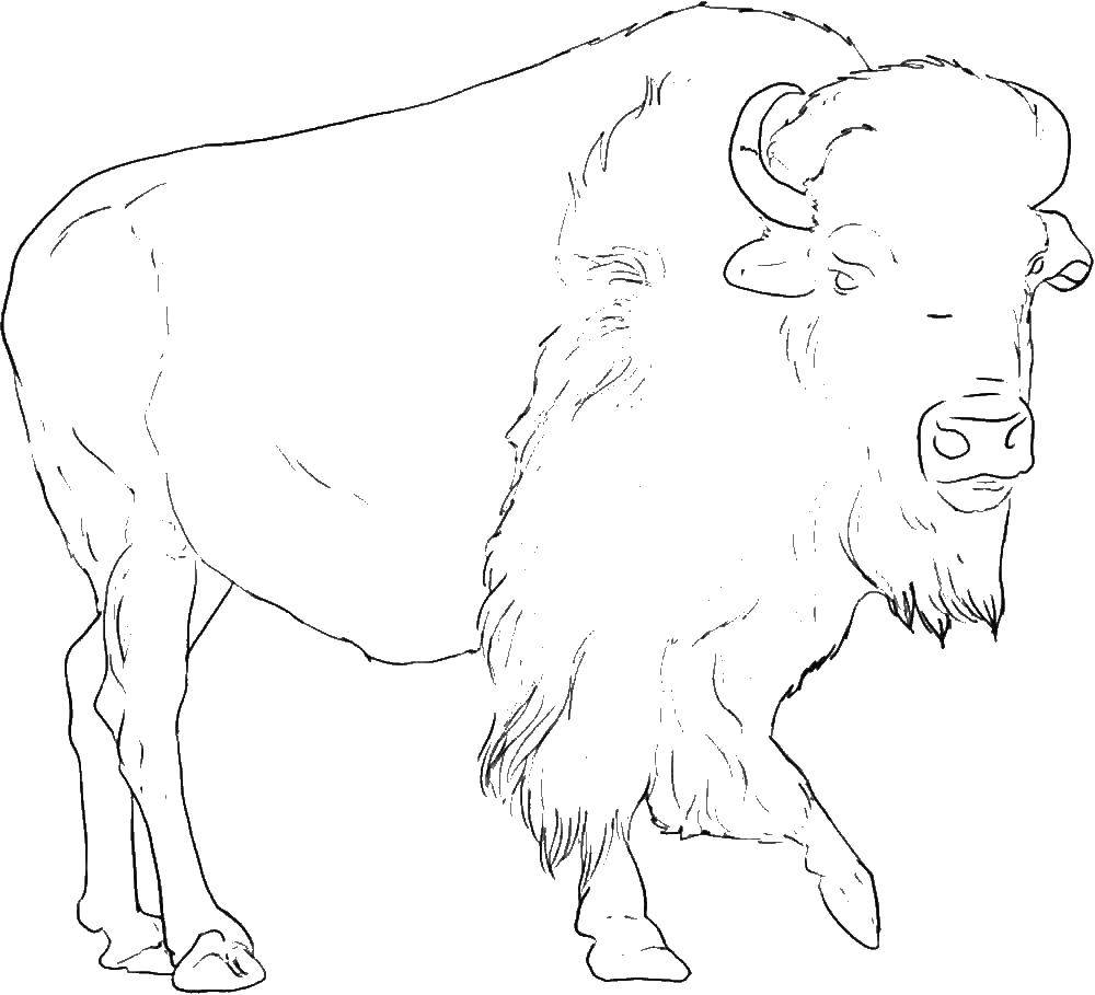 Раскраска дикого животного бизона для детей (бизон, животные)