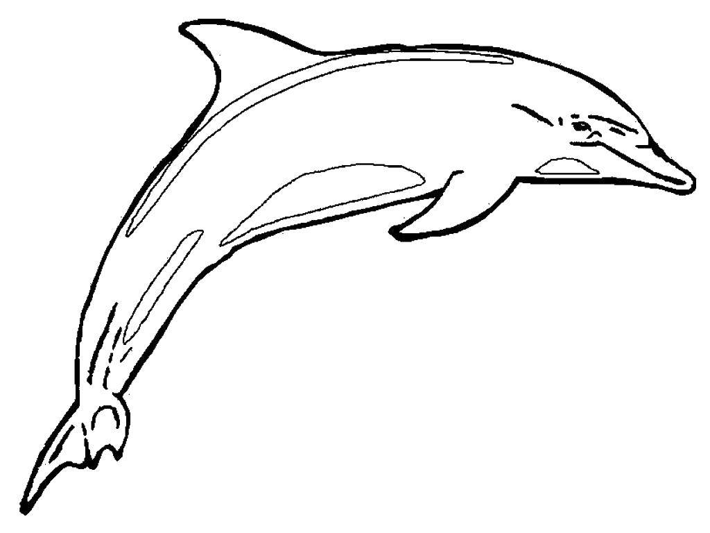 Раскраски морское подводное царство с дельфинами для детей (дельфин, развивающие)