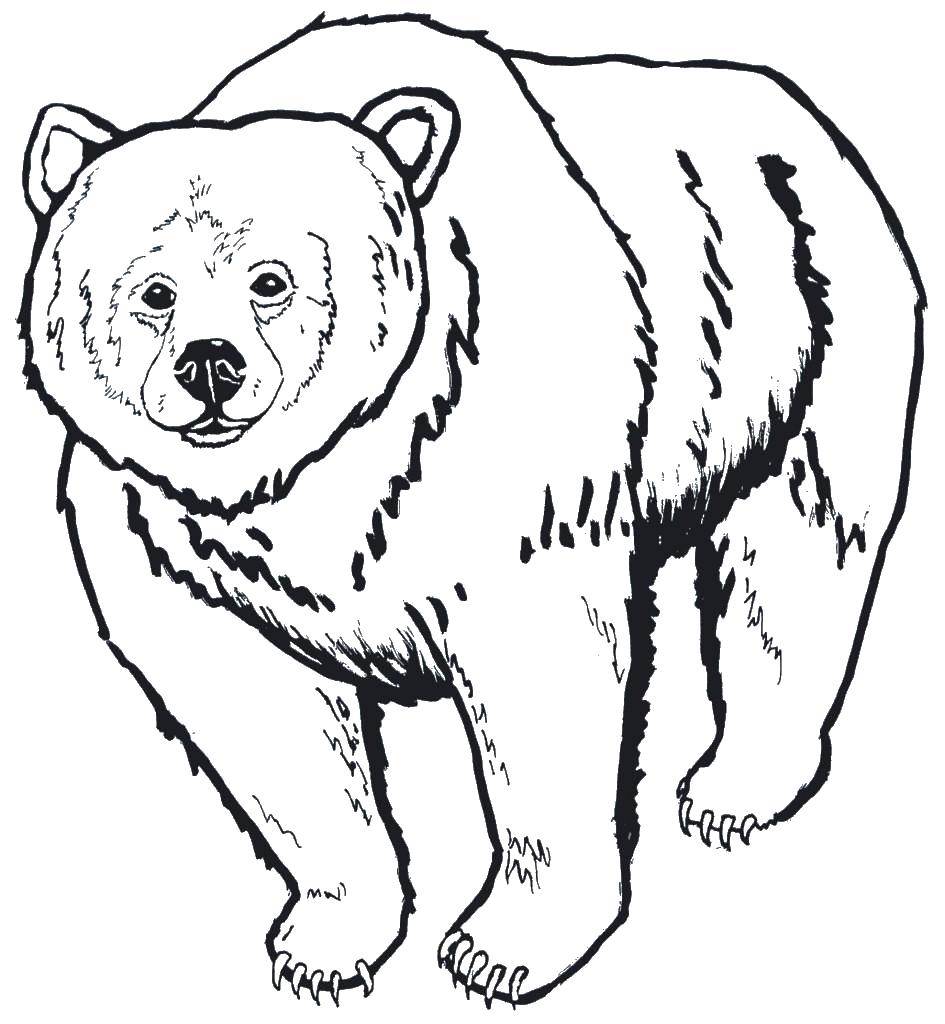 Контур медведя для вырезания медведь (медведь)
