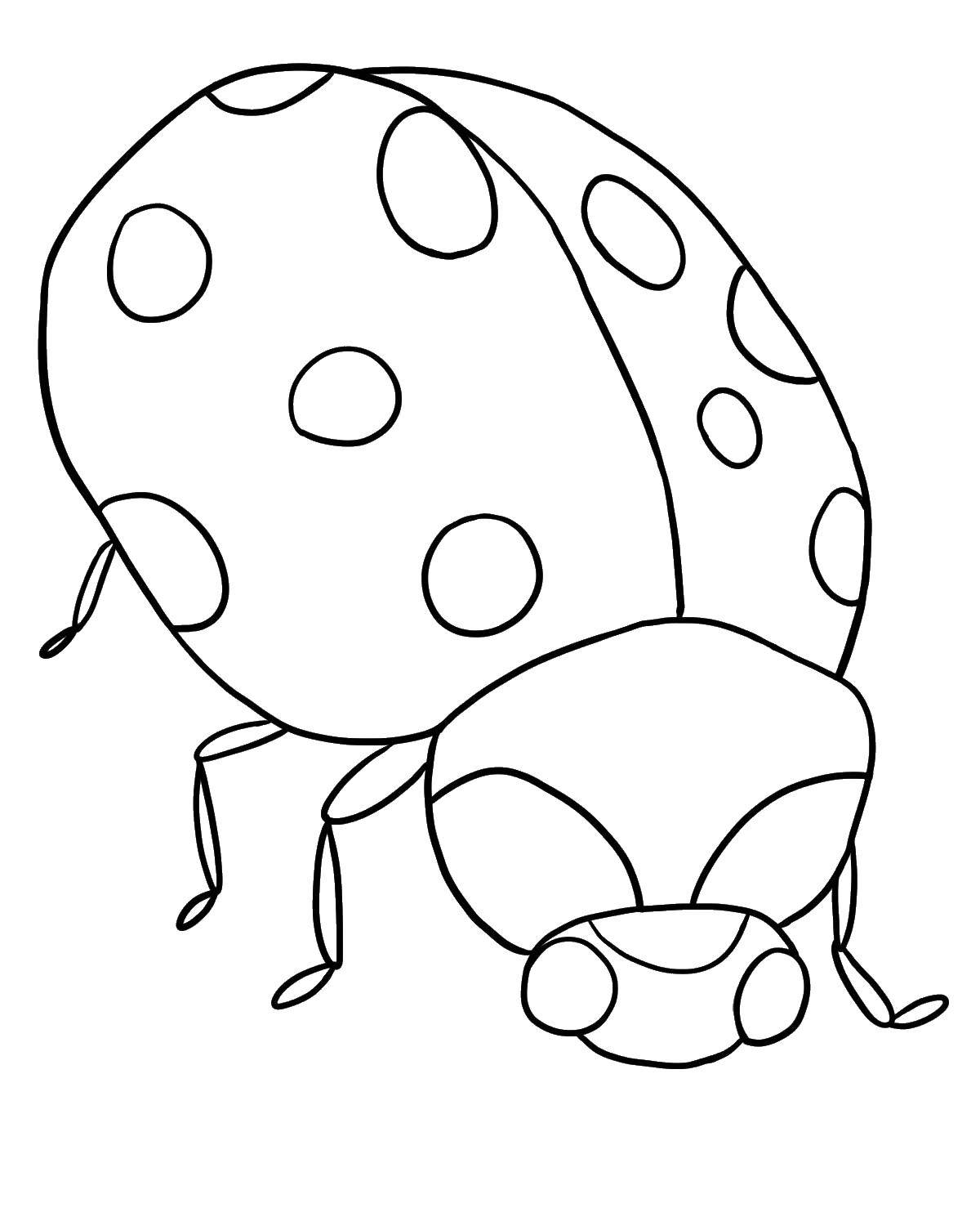 Раскрашенные картинки на тему насекомых - Божья коровка, жук (жук, познавательные, дети)