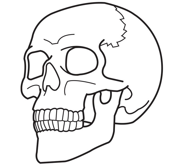 Раскраска с изображением человеческого черепа для мальчиков (увлекательное, времяпрепровождение)