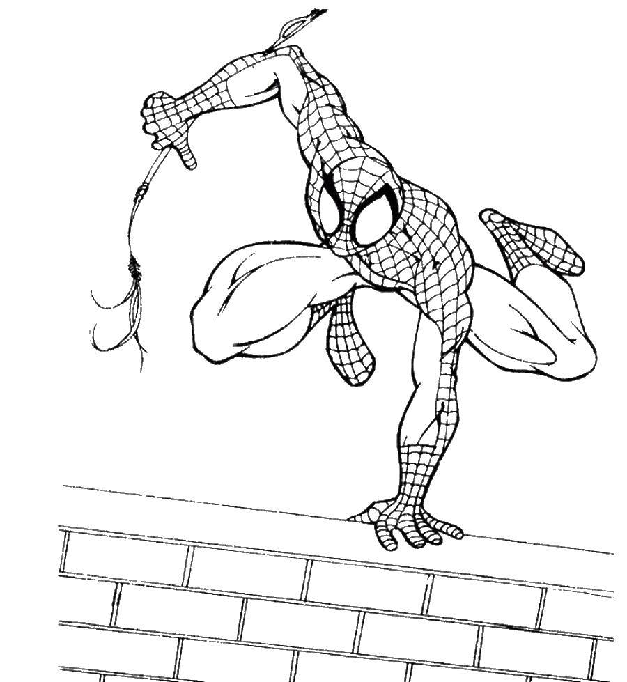 Раскраска пауков из комиксов: Спайдермэн и Человек Паук (пауки)
