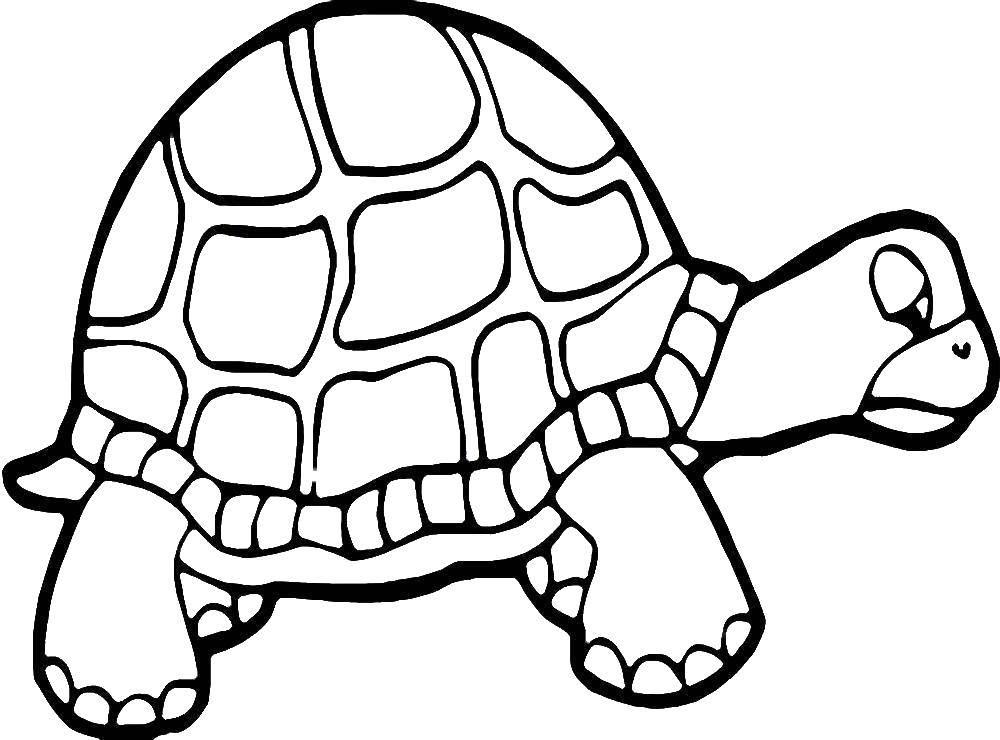 Раскраска черепахи для детей (черепахи, панцирь)