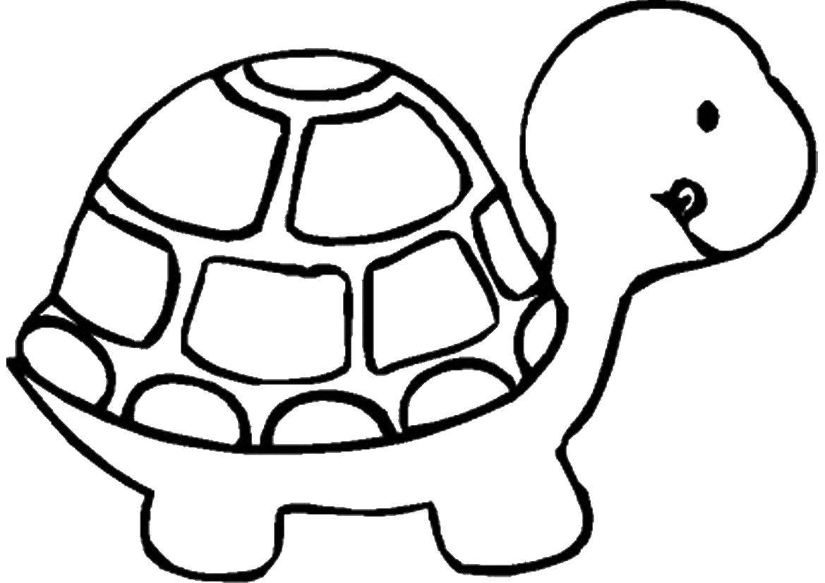 Раскраска черепахи с панцирем (черепаха, панцирь, цвета)