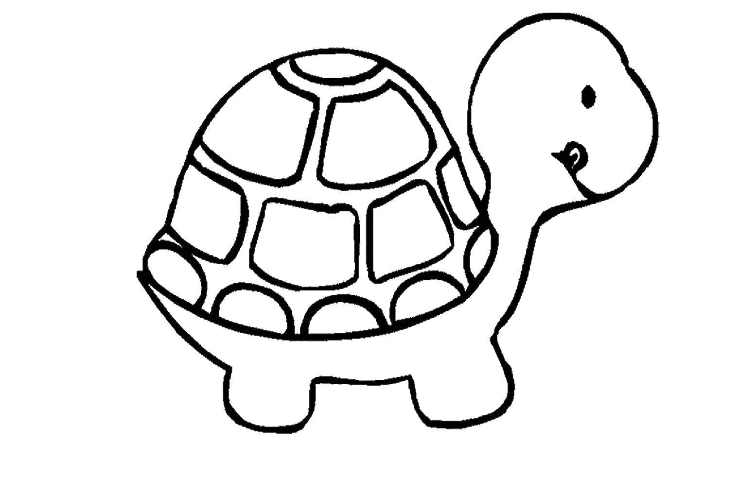 Раскраска с изображением черепахи и ее панциря (животные, черепаха, панцирь)