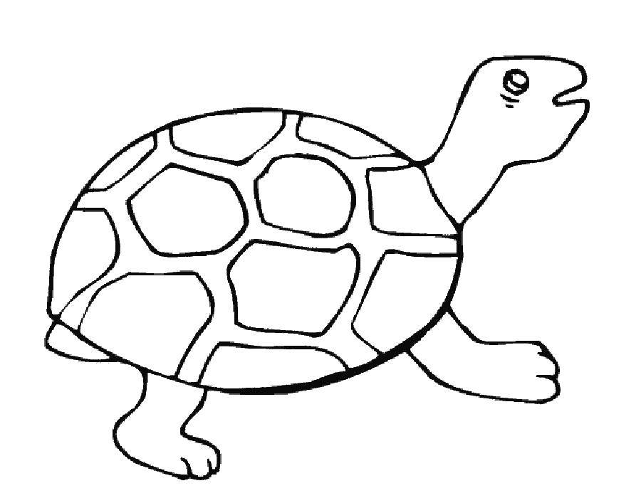 Раскраска черепахи для детей (черепахи)
