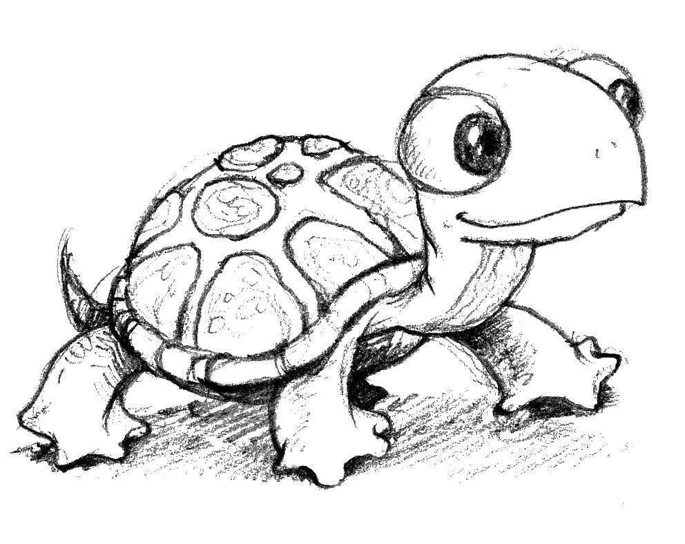 Раскраска черепаха с панцирем для детей (черепаха, панцирь)
