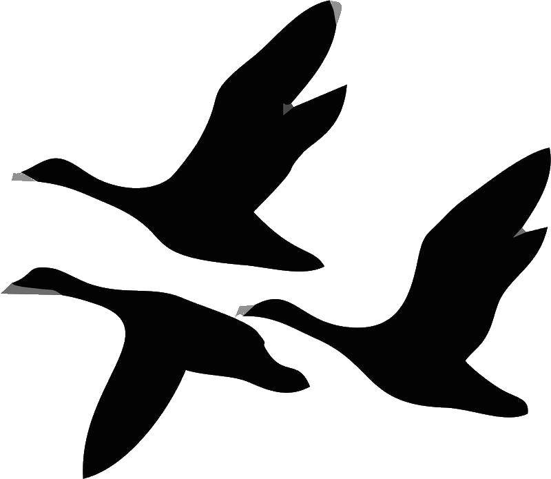 Контуры для вырезания птиц Лебедь, птица (контуры, Лебедь, птица)