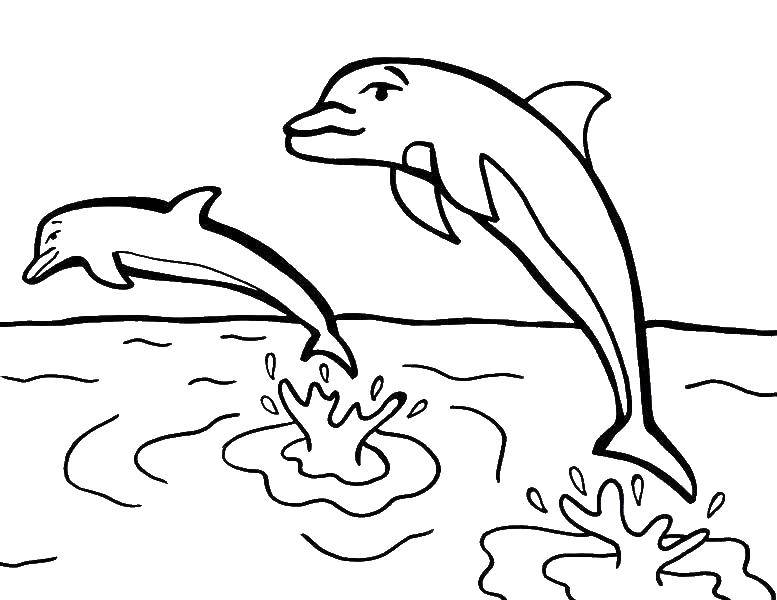Дельфины плавают в море (дельфины, море)