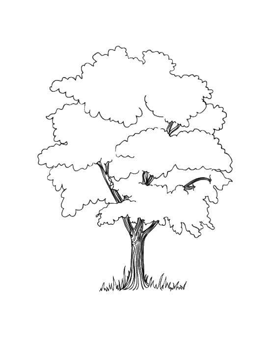 Раскраска с деревом для детей