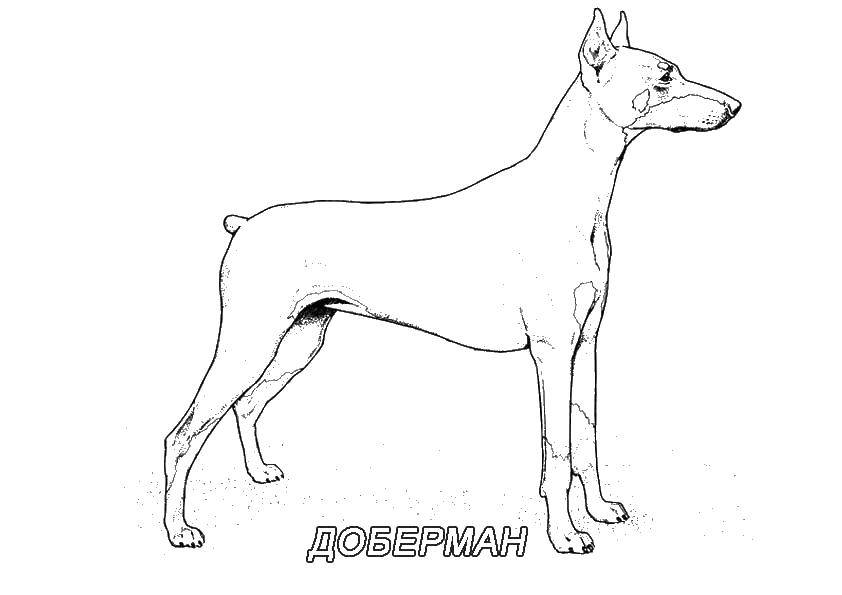 Раскраска собаки доберман (собака, доберман)