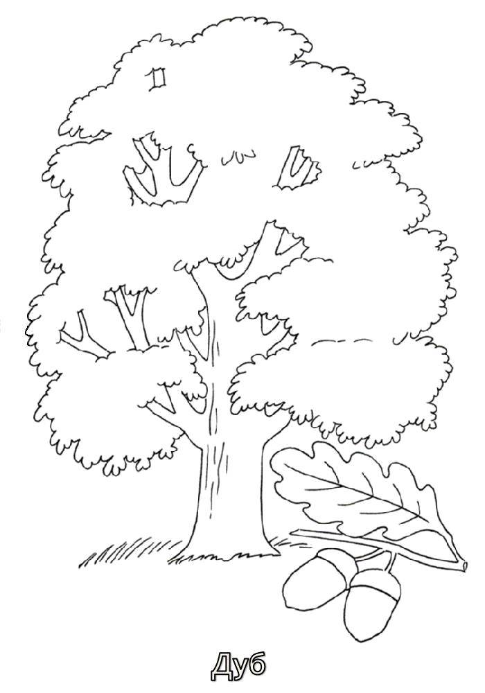 Раскраска дерева для детей (деревья, дерево)