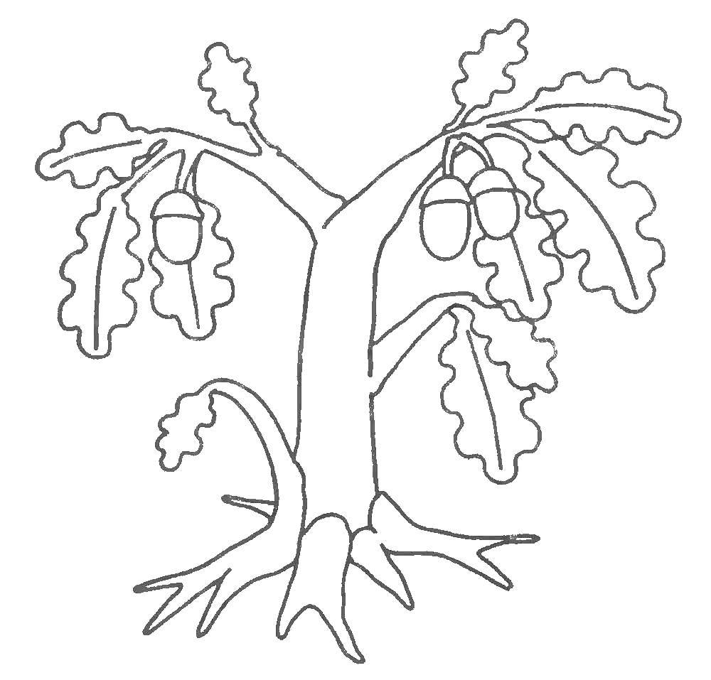 Раскраска дерево Деревья, дуб для детей (Дерево, Дуб, Развивающая)