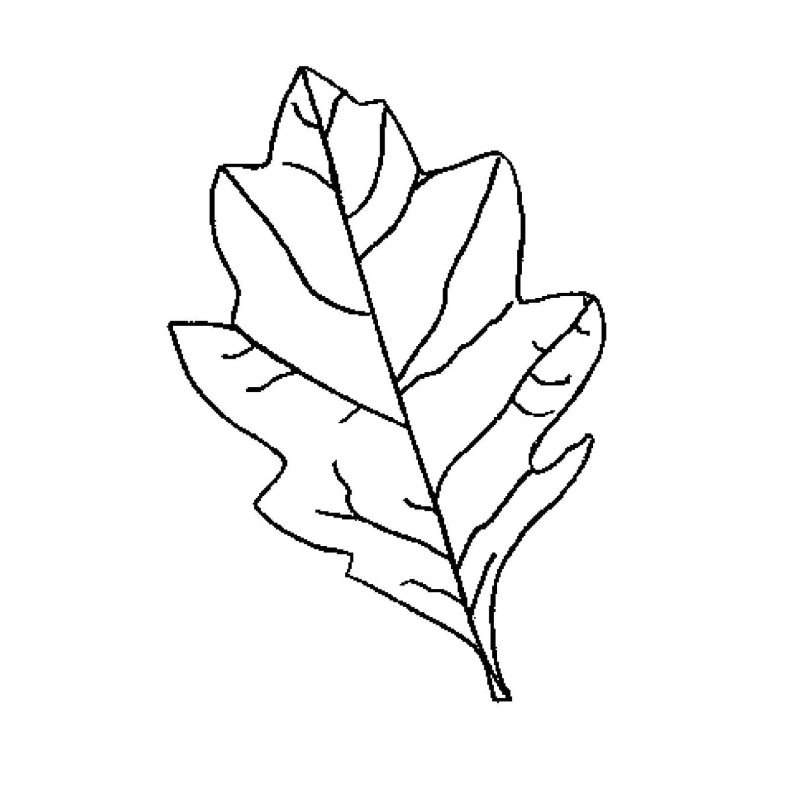 Раскраска листьев дерева для детей (листья, дерево)
