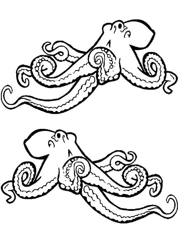 Морские животные: осьминог, щупальце, глаза (морские, животные, глаза)