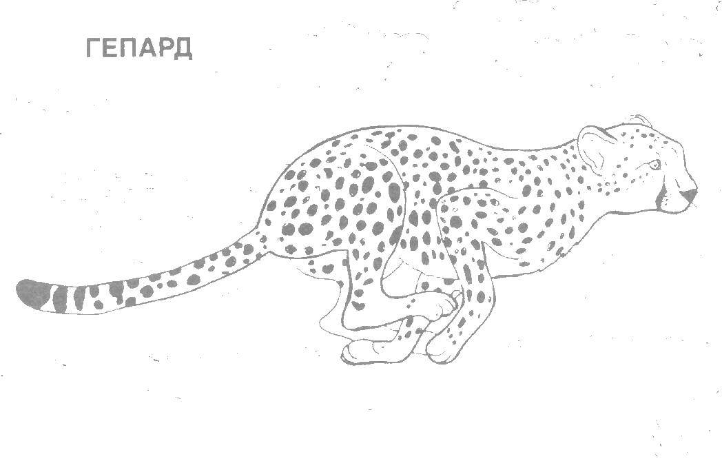 Раскраска гепард - животные Африки (гепард, Африка)