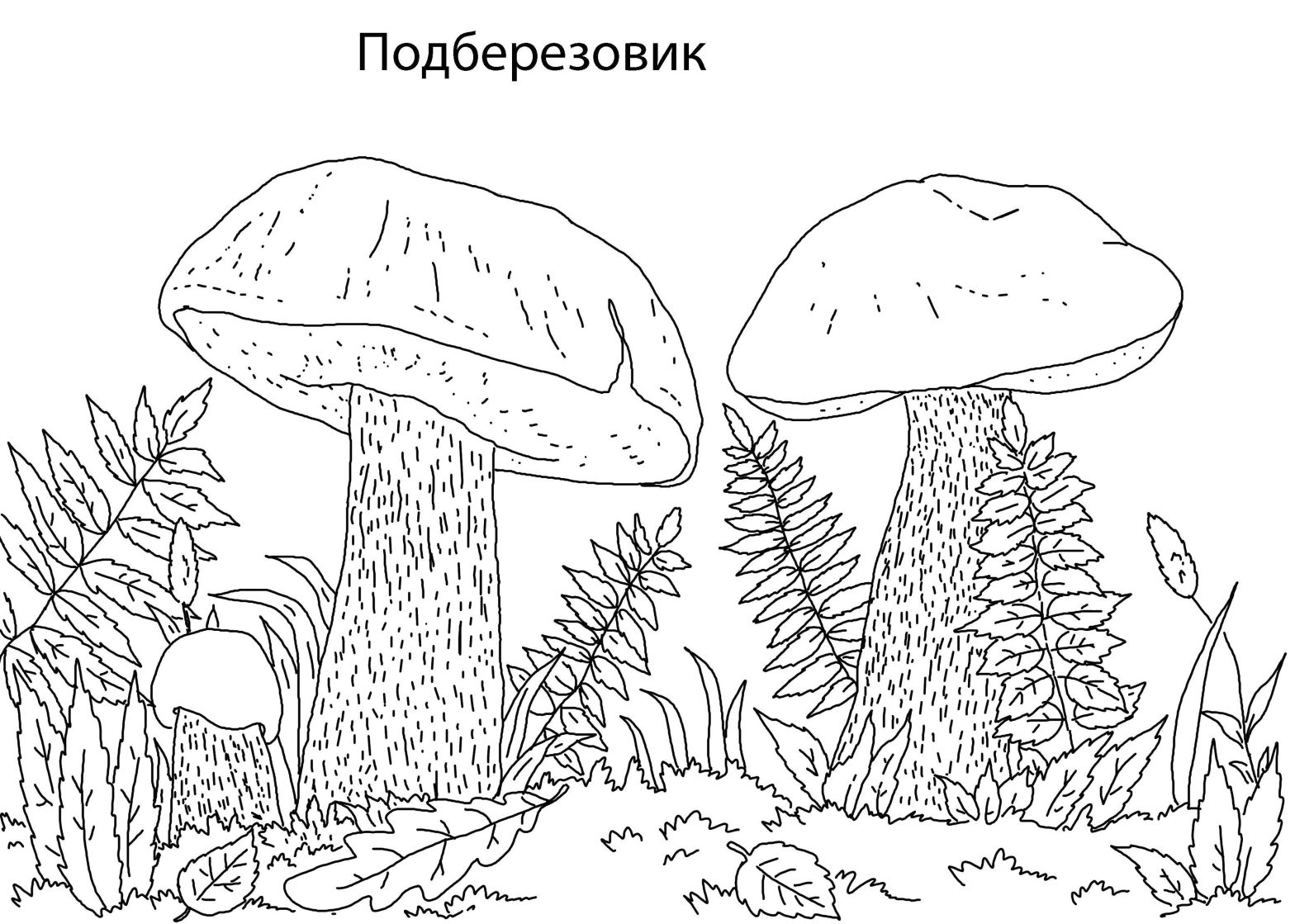 Раскраска грибы гриб для детей (грибы, гриб)