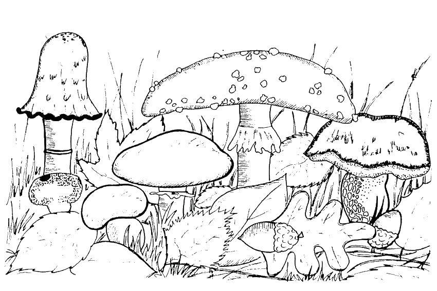 Раскраска Осень грибы для детей