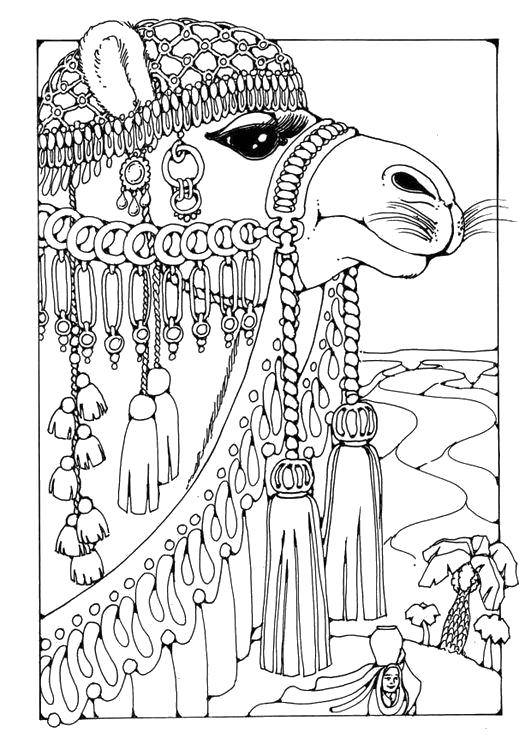Раскраска животных: верблюд для детей (верблюд)
