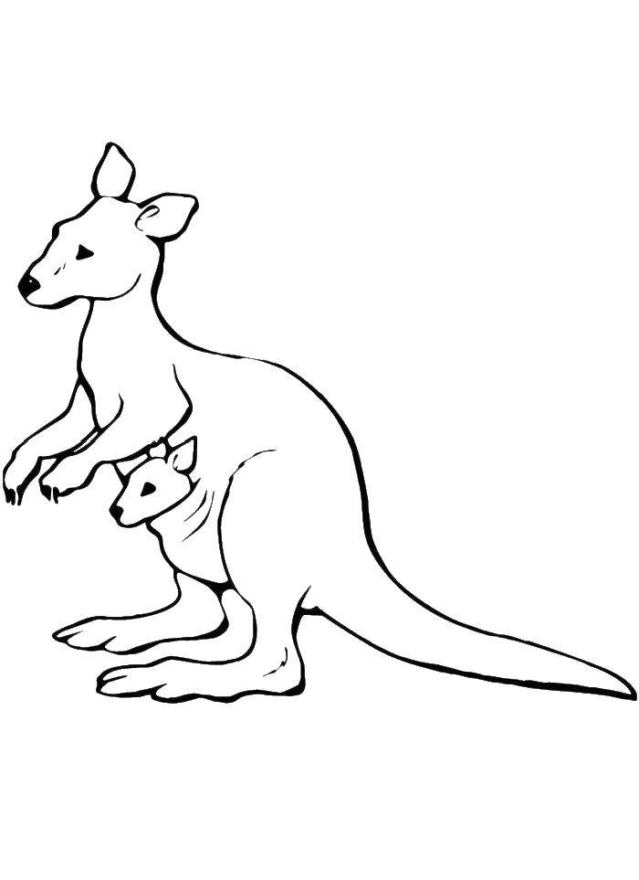 Раскраска кенгуру для детей (кенгуру)