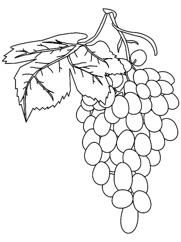 Раскраска виноград Ягоды для девочек (виноград)