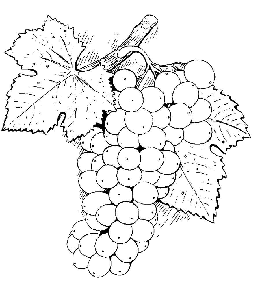 Раскраска виноград Ягоды для девочек (виноград, Ягоды)