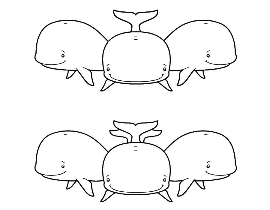 (Кит Подводный мир, рыба, кит) - Раскраска (кит)
