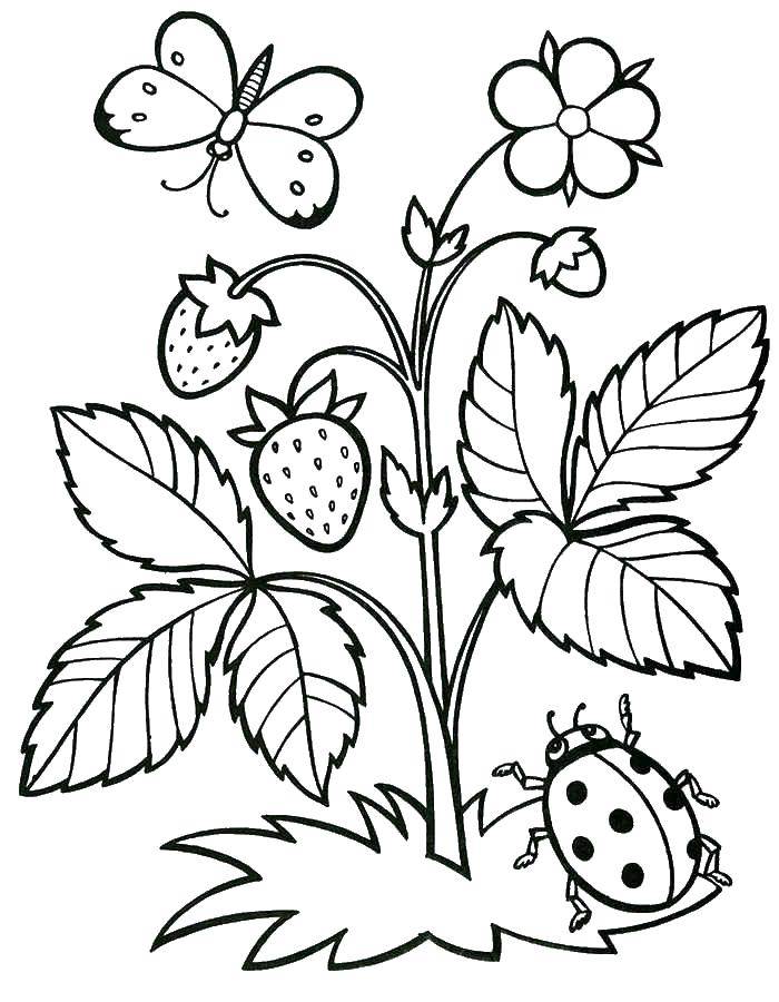 Раскраска ягоды клубника для детей (ягоды, клубника)