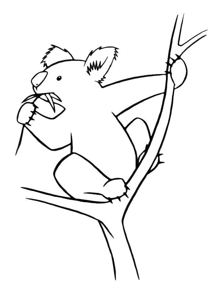 Раскраска Коала и эвкалипт для детей (коала, эвкалипт)
