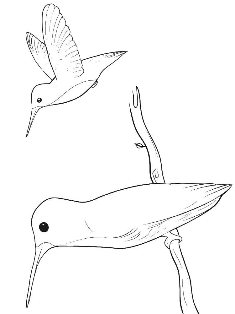 Изображение колибри для раскраски (колибри, изображения)