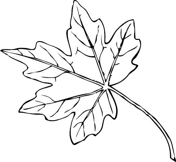 Раскраска Осень лист для малышей (осень, лист)